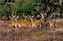 21 Hoge Veluwe, edelherten